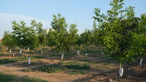 árboles de nueces