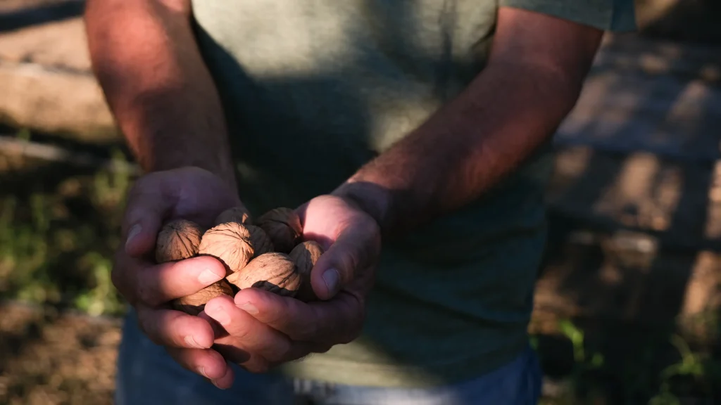 calorías de las nueces - nueces del pirineo