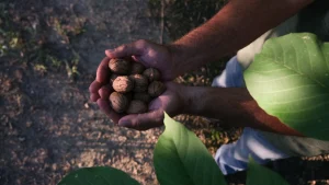 persona sujetando nueces