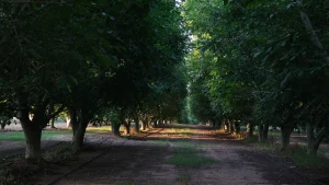 campo de nogales de nueces del pirineo