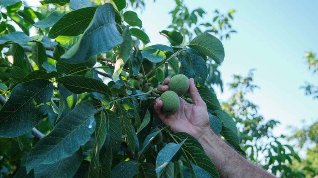 Persona cogiendo nueces del nogal